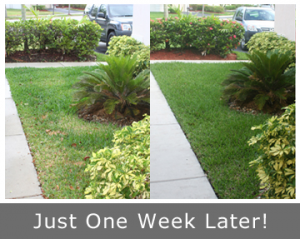 Just one week later our Carmichael Irrigation Repair team has your lawn green